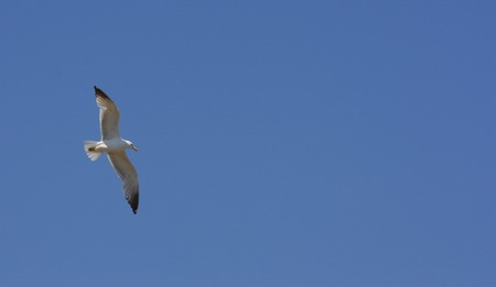 Gabbiano in Volo